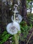 White dandelion fluff near trees, Lithuania