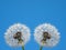 White dandelion fluffs in blue sky background