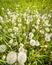 White dandelion green summer background