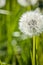 White dandelion green summer background