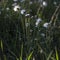white dandelion on ground