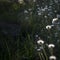 White dandelion on ground