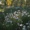 White dandelion on ground