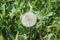 A white dandelion grows in the field.