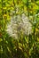 White dandelion grows in a grass