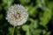 A white dandelion illuminated by the sun.