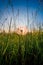 White dandelion in long grass.