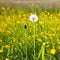 White dandelion parachute ball