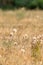 white dandelion puffy tops in a golden field