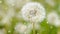White dandelion reeling from the wind