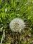 White dandelion seed