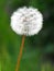 White Dandelion Seed Head on Stem Closeup