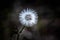 White dandelion seed head West Australia