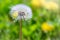 White dandelion with seeds. Blowball of Taraxacum plant on long stem