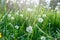 White dandelion seeds on natural blurred green background, close up. White fluffy dandelions, meadow. Summer, spring, nature