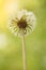 White dandelion taken from below and a small spider