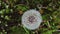 white dandelion top view, in a clearing in the garden,beautiful video