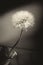 White dandelion in a vase, close-up, toning, sepia