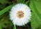 White dandelion view from up