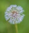 White dandelion with waterdrops