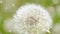 White dandelion in the wind close-up on green blurred background,