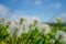 White dandelions against the blue sky