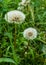 White dandelions on a background of green grass. Seeds of dandelions with white fluff