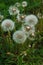 White dandelions on a background of green grass. Seeds of dandelions with white fluff