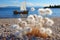 White dandelions on the beach background