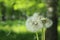 White dandelions blown away by the wind