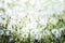 White Dandelions field background, summer