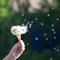 White dandelions with flying fluff