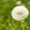 White dandelions on a green grass