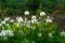 White dandelions growing in a field