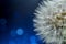 White dandelions seeds on purple background