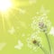 White dandelions with summer sun