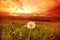 White dandelions on sunrise