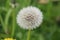 White dandilion seed clock