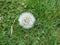 White dandilion seed clock