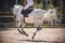 White dappled horse gallops, with a rider in the saddle. All its hooves are simultaneously in the air above the ground, and its