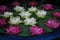 White and dark pink lotuses