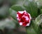 White and dark Red Rosa aurora,rose bengal camellia, japonica in full bloom with water drops and green leaf