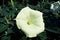 White datura blossomon in the morning light