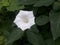 White Datura Flower