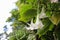 White datura flower