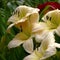 Almost white day lily in a square.