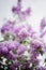 White daylight illuminates tender violet flowers of lilac