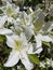 White daylilies
