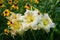 White daylilies glow in a summer flower garden at sunset.