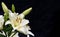 White Daylily in drops after rain on a black background.